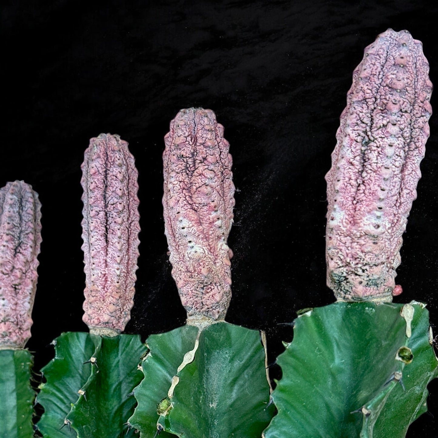 Euphorbia Abdelkuri Variegata 'Damask'