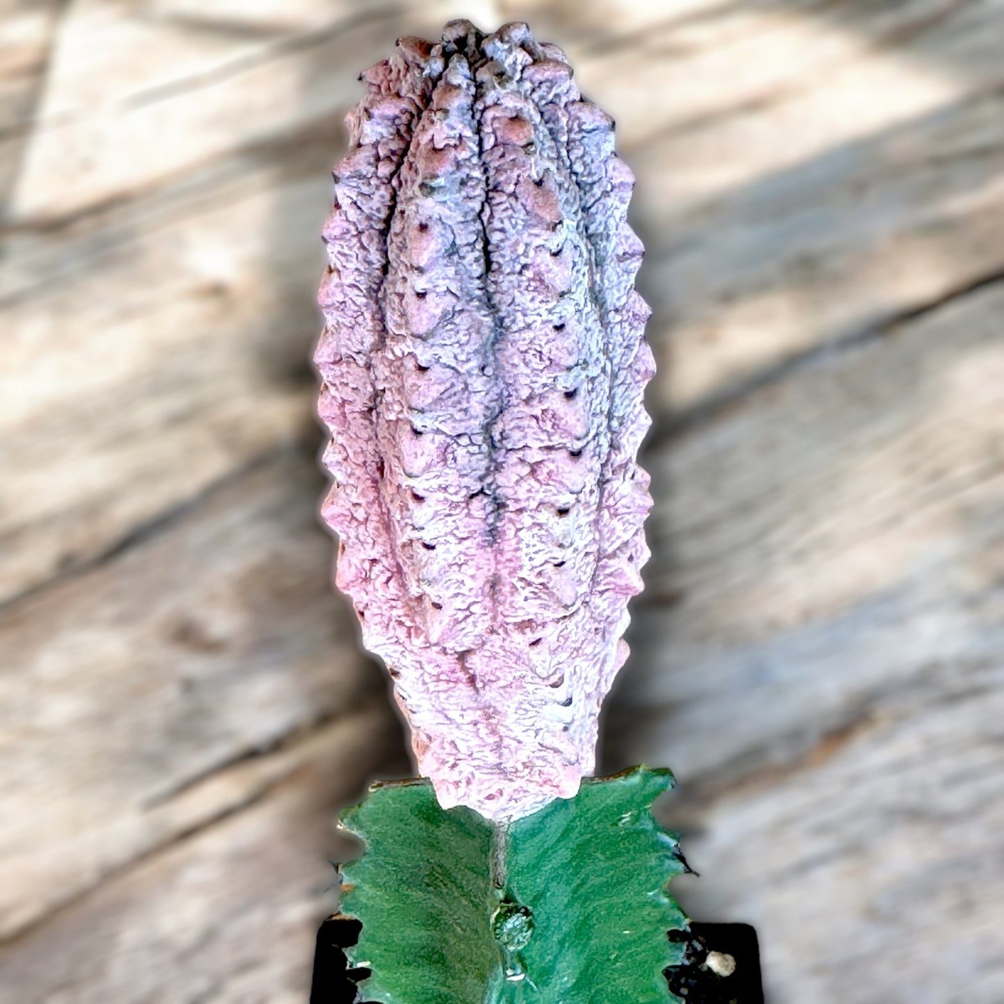 Euphorbia Abdelkuri Variegata 'Damask'