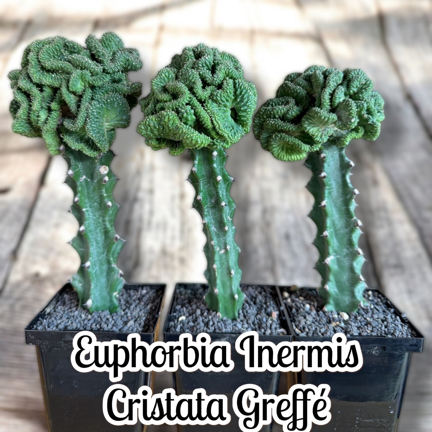 Euphorbia Inermis Cristata Greffé