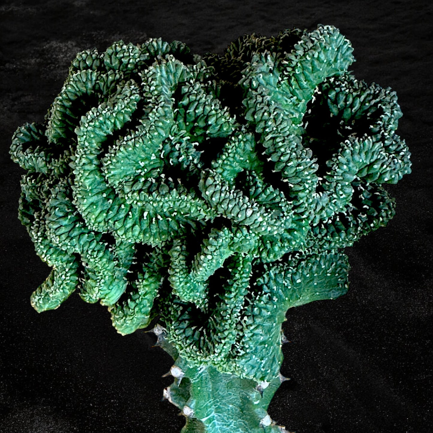 Euphorbia Inermis Cristata Greffé