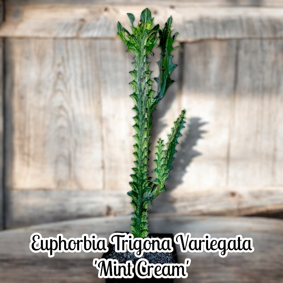 Euphorbia Trigona Variegata 'Mint Cream'