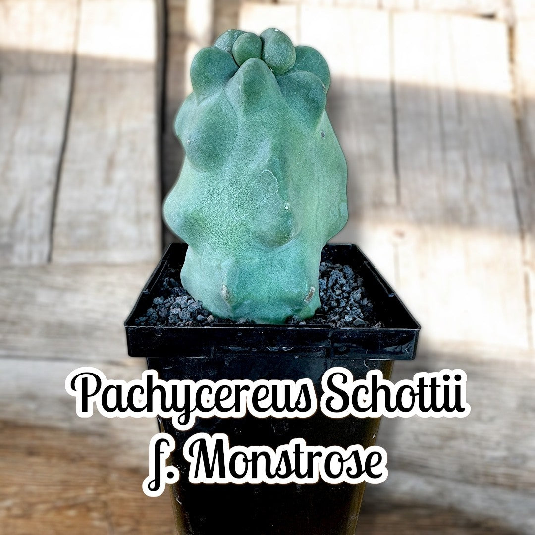 Pachycereus Schottii f. monstrose