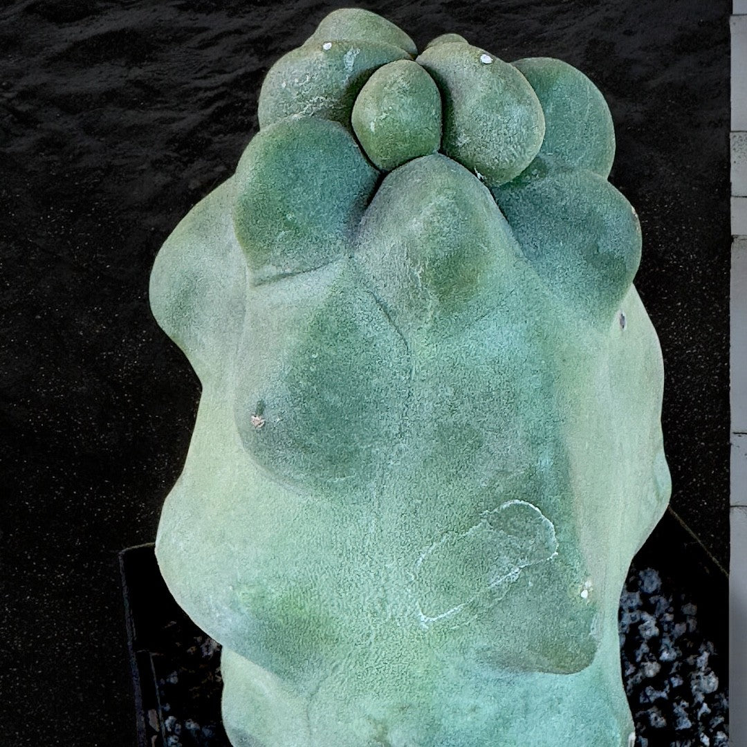 Pachycereus Schottii f. monstrose