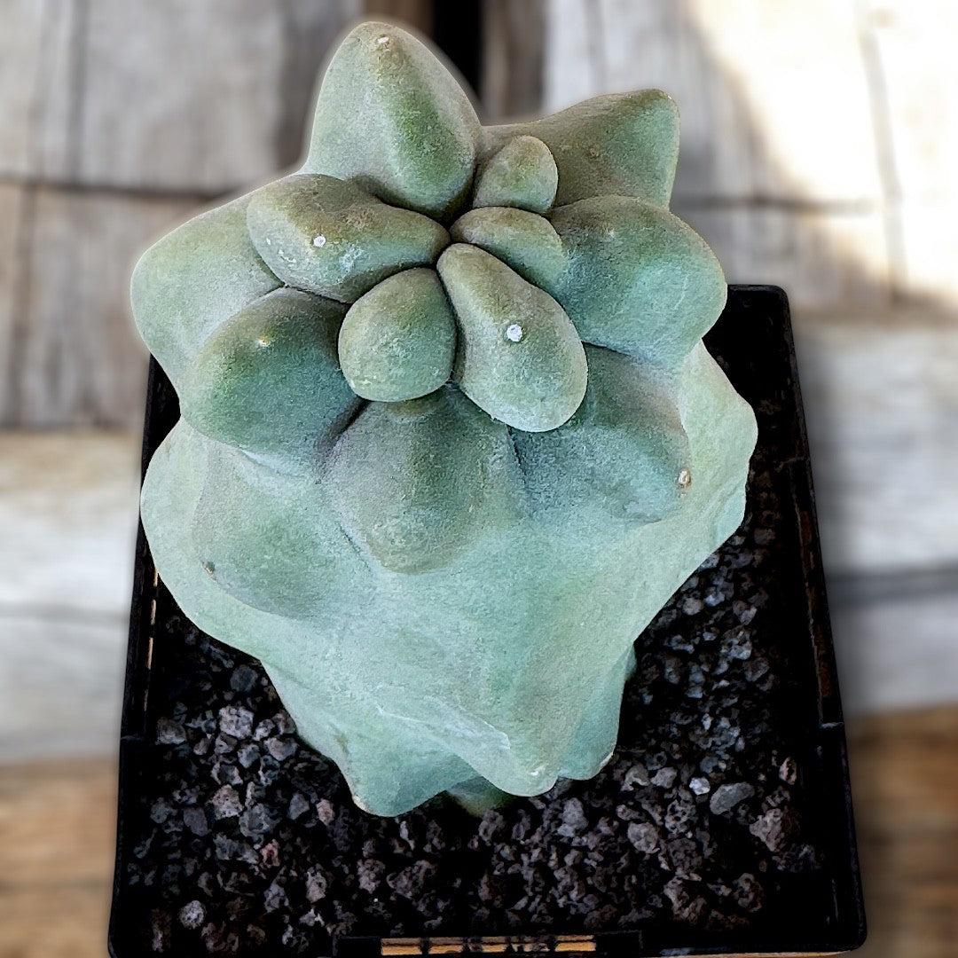 Pachycereus Schottii f. monstrose