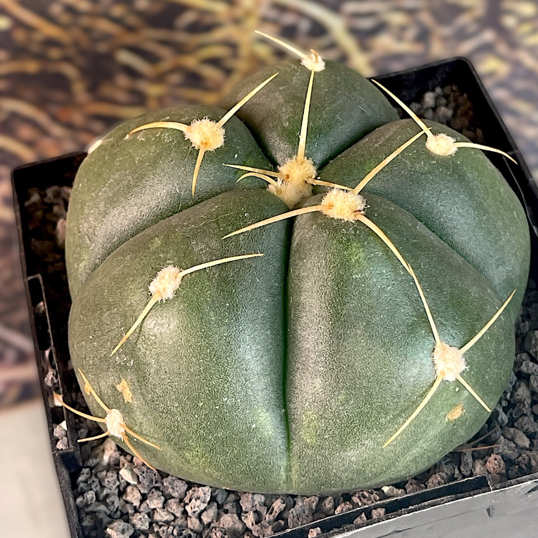 Gymnocalycium Denudatum