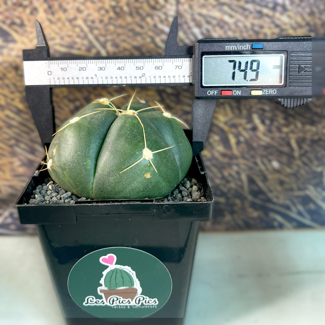 Gymnocalycium Denudatum