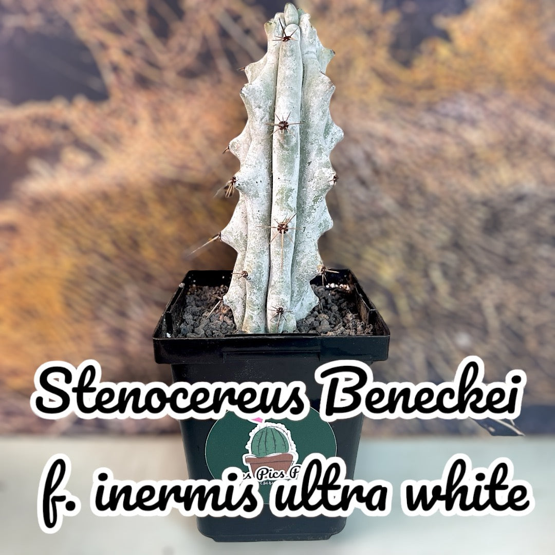 Stenocereus Beneckei f. inermis Ultra White