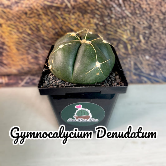 Gymnocalycium Denudatum