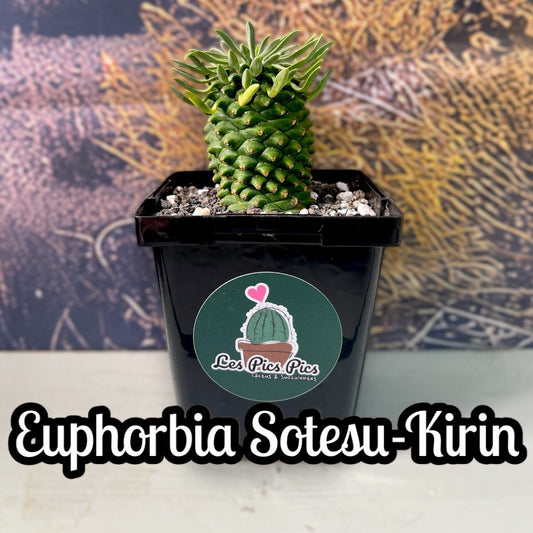 Euphorbia Sotesu-Kirin