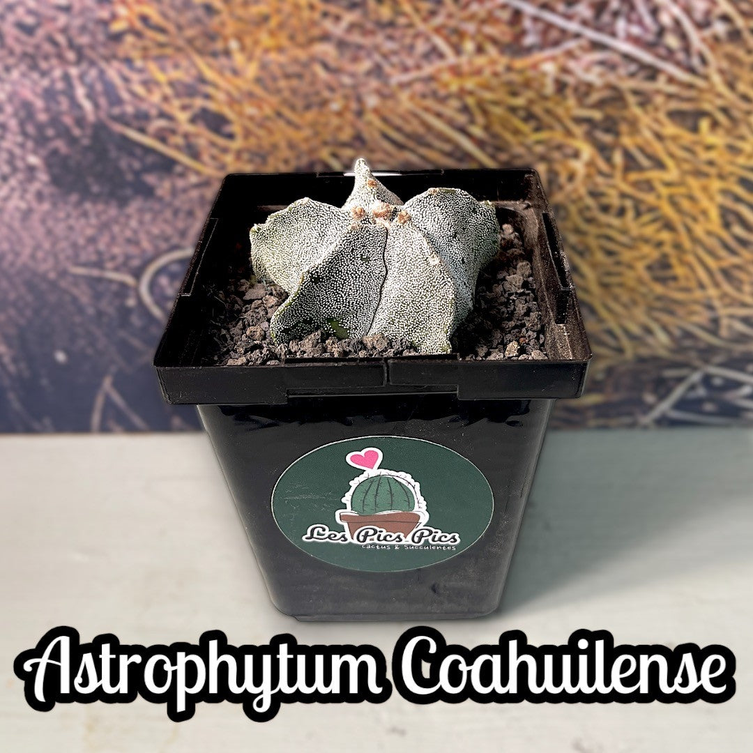 Astrophytum Coahuilense