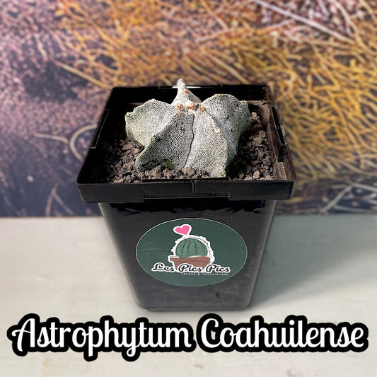 Astrophytum Coahuilense