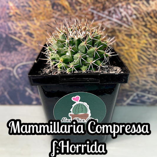 Mammillaria Compressa f.Horrida