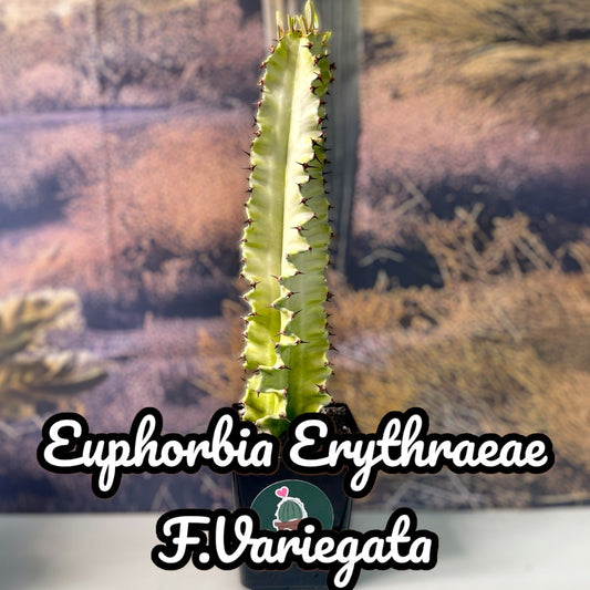 Euphorbia Erythraeae F.Variegata