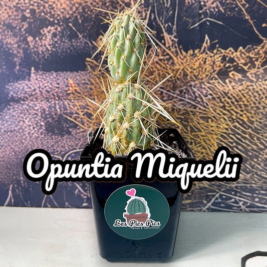 Opuntia Miquelii