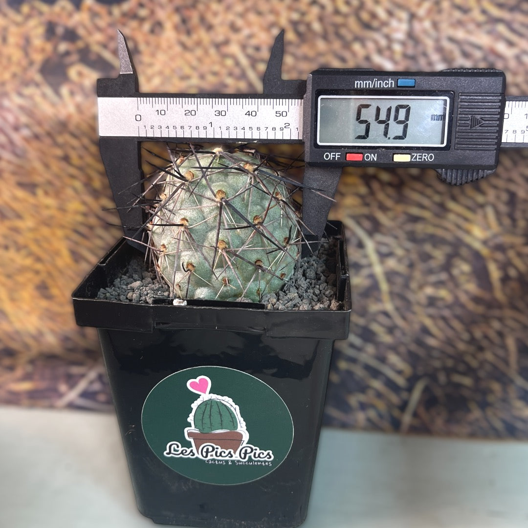 Tephrocactus Geometricus Diablo