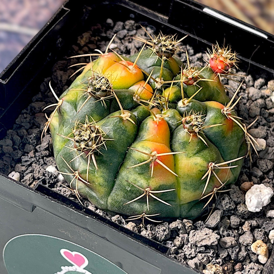 Gymnocalycium Damsii f.Variegata