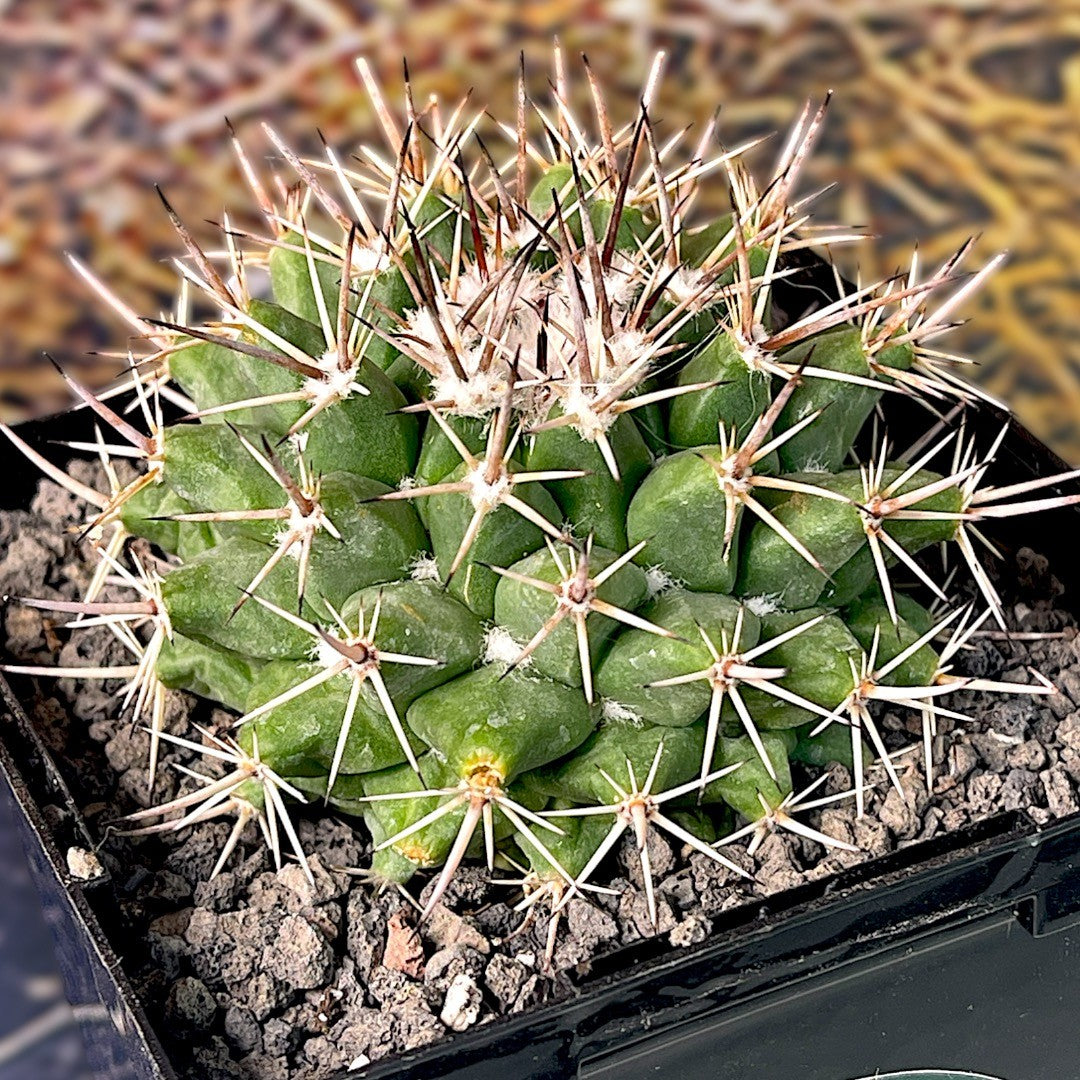 Mammillaria Compressa f.Horrida