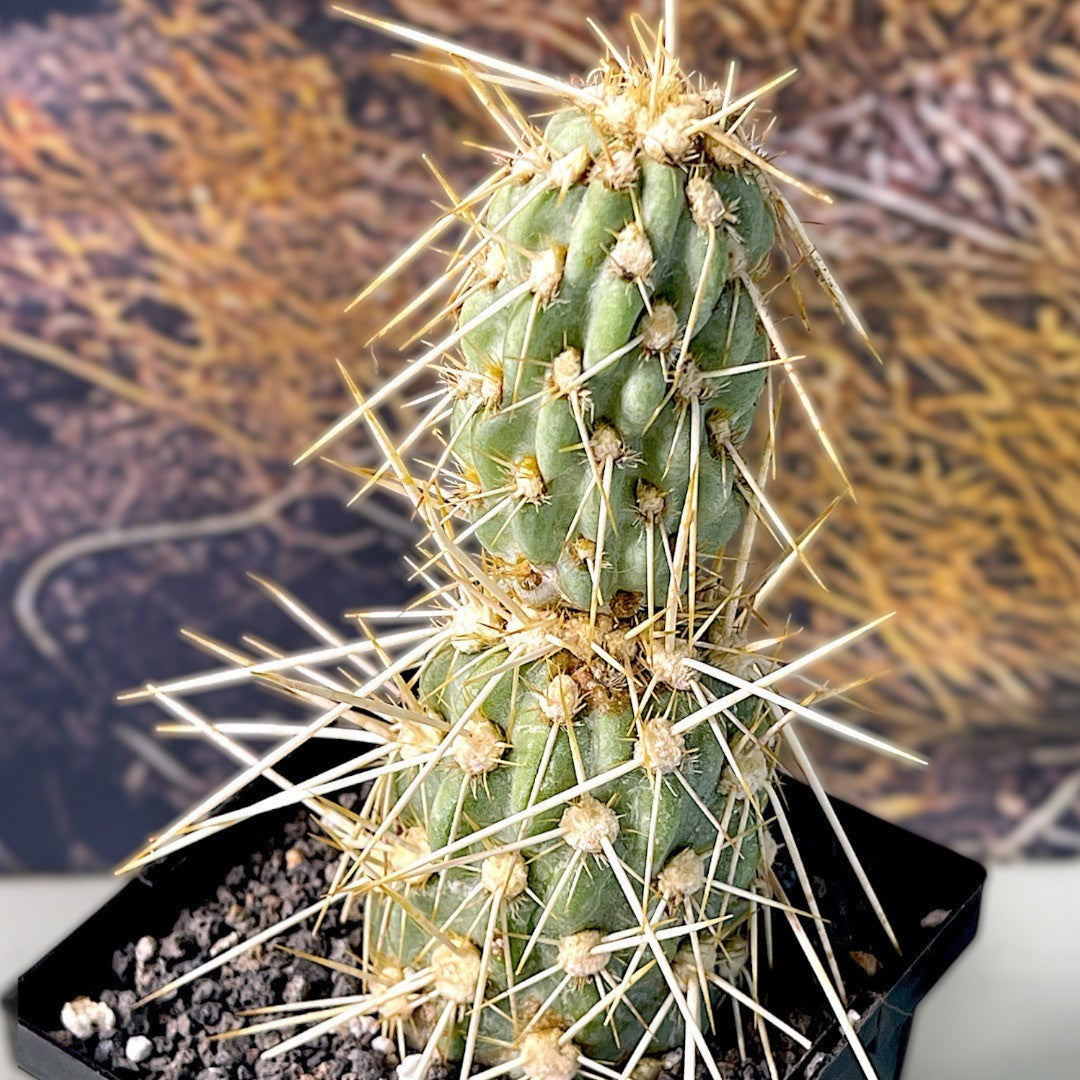 Opuntia Miquelii