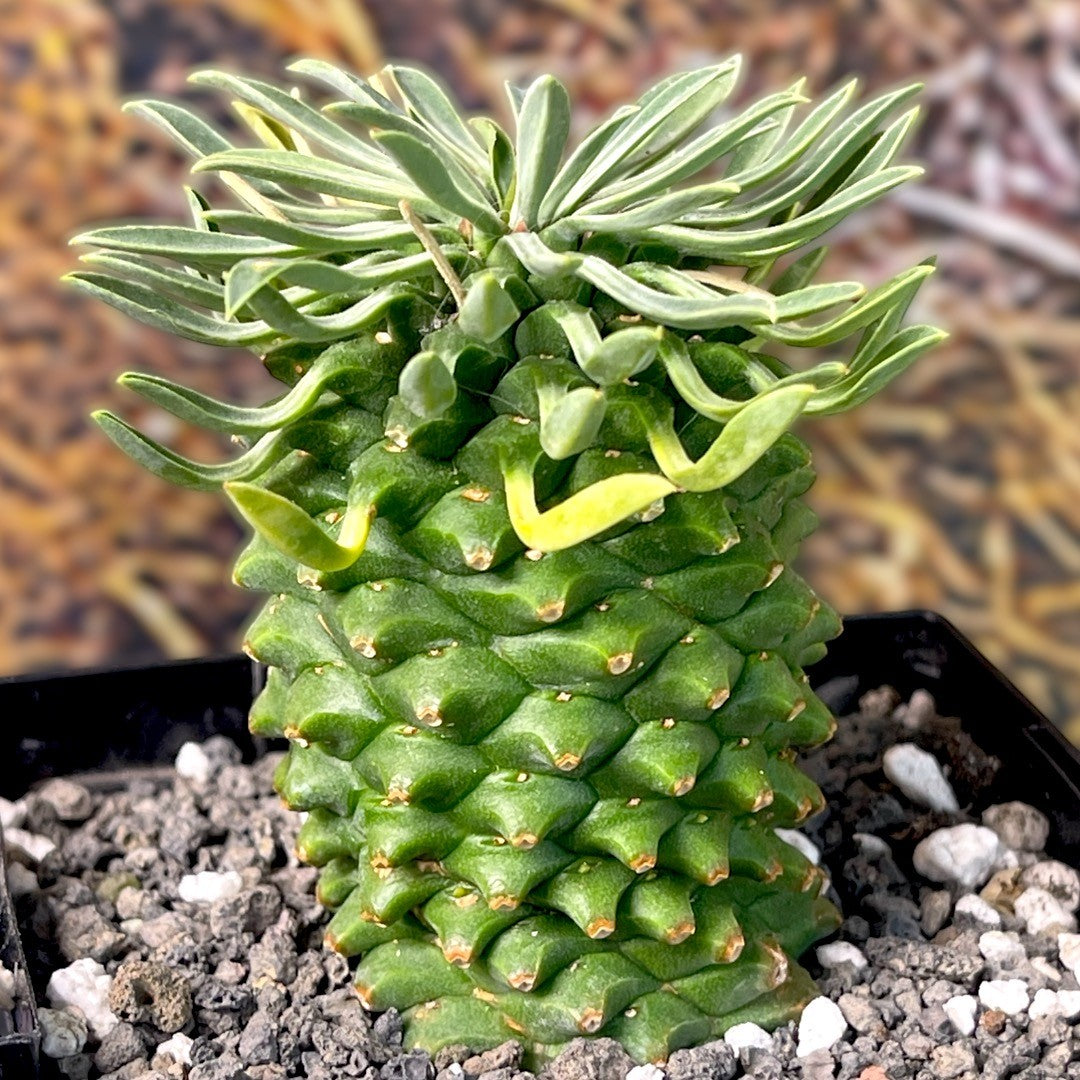 Euphorbia Sotesu-Kirin