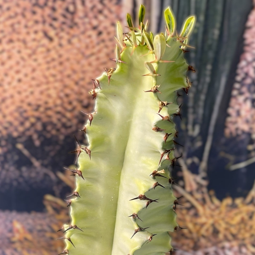 Euphorbia Erythraeae F.Variegata