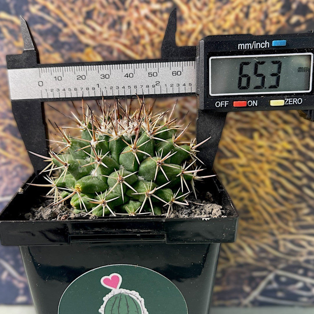 Mammillaria Compressa f.Horrida