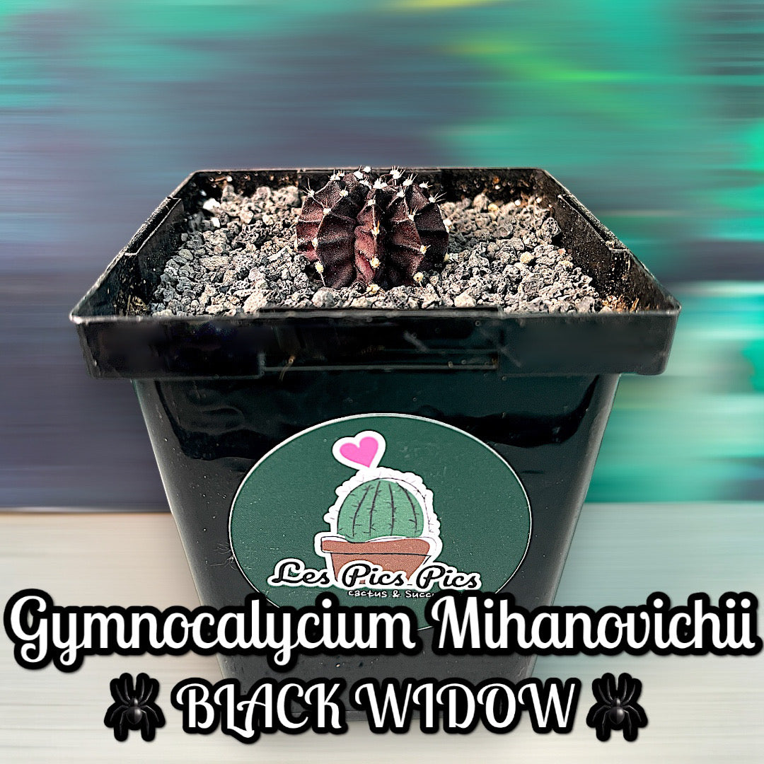 Gymnocalycium Mihanovichii BLACK WIDOW