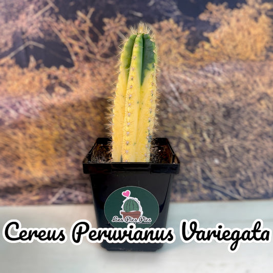 Cereus Peruvianus Variegata