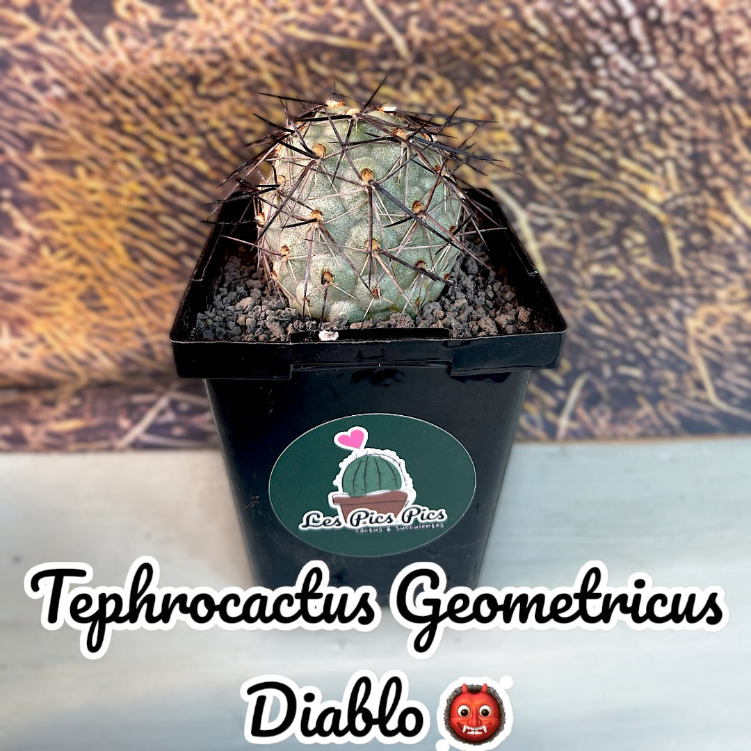 Tephrocactus Geometricus Diablo