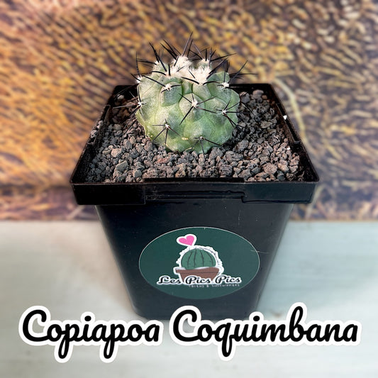 Copiapoa Coquimbana Black Spined