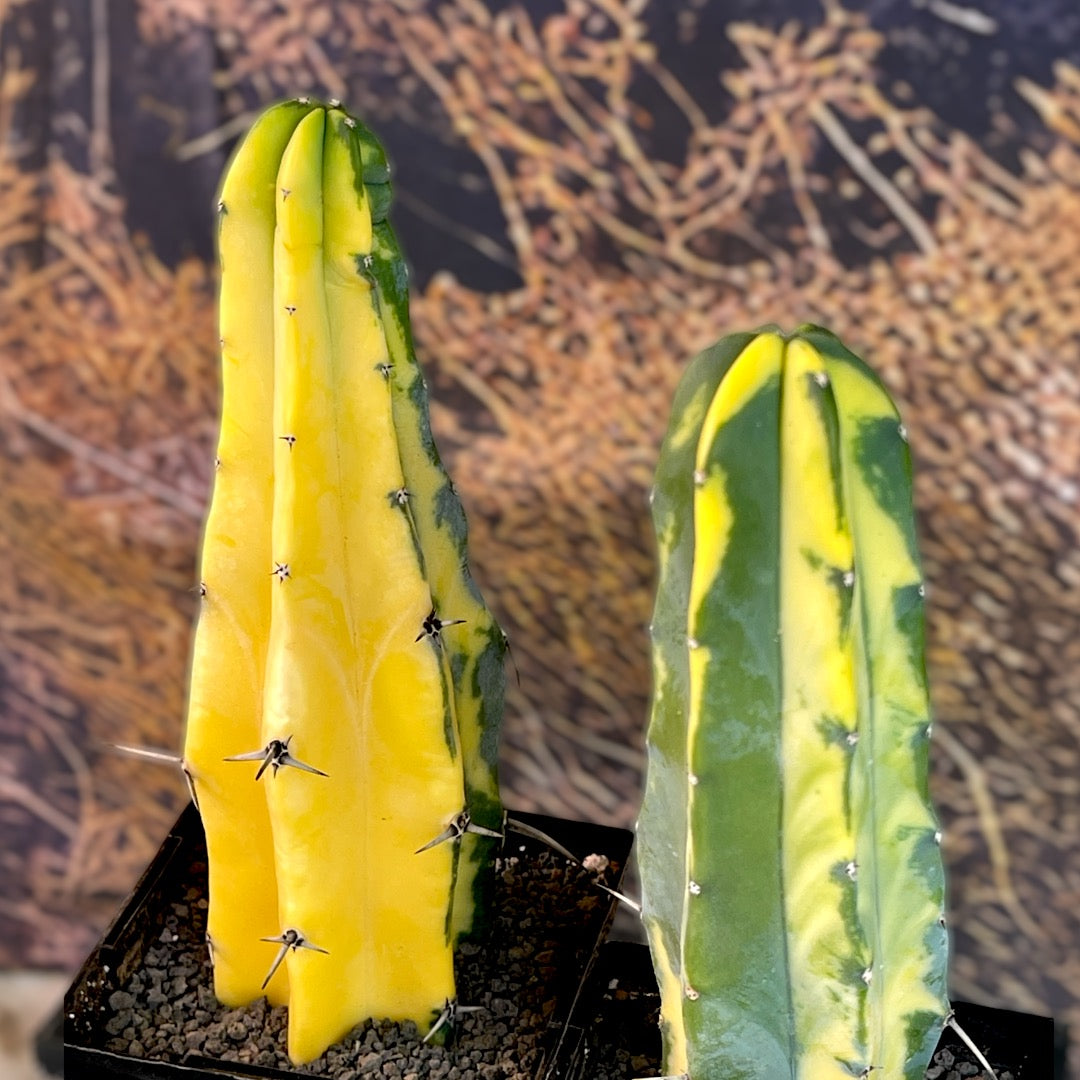 Myrtillocactus Geometrizans Variegata