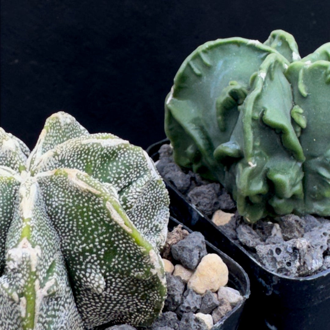 Astrophytum Myriostigma cv. FUKURYU HAKU JO