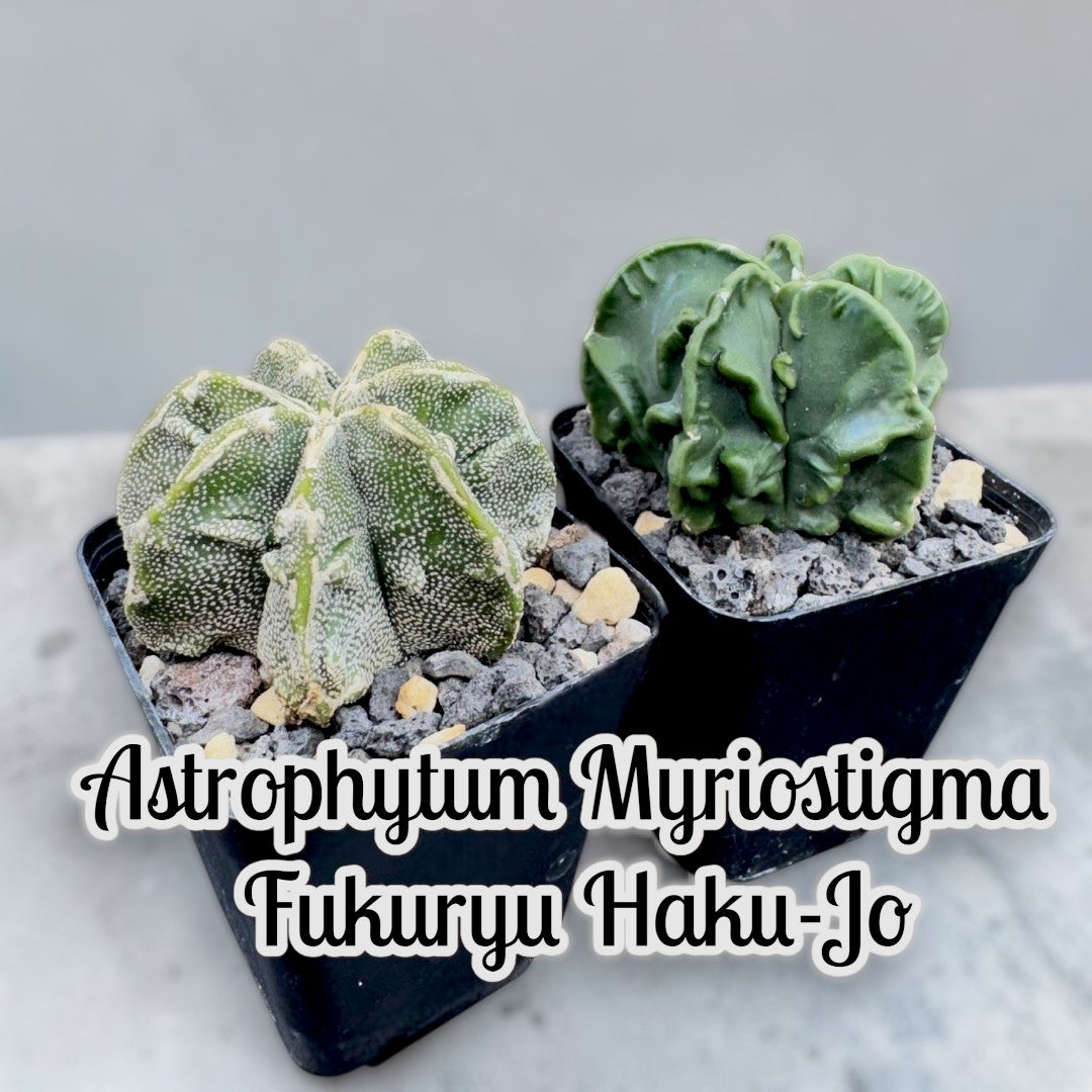 Astrophytum Myriostigma cv. FUKURYU HAKU JO