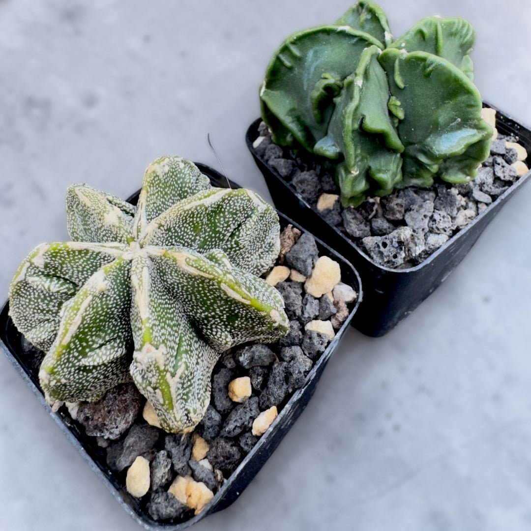 Astrophytum Myriostigma cv. FUKURYU HAKU JO