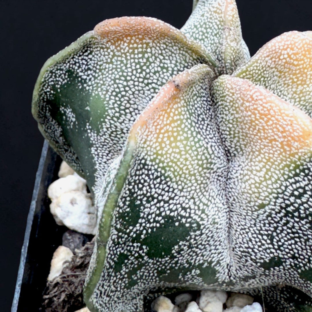 Astrophytum Myriostigma Variegata