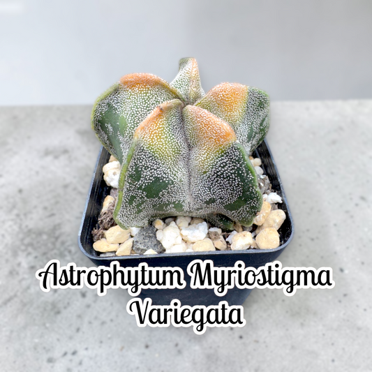 Astrophytum Myriostigma Variegata