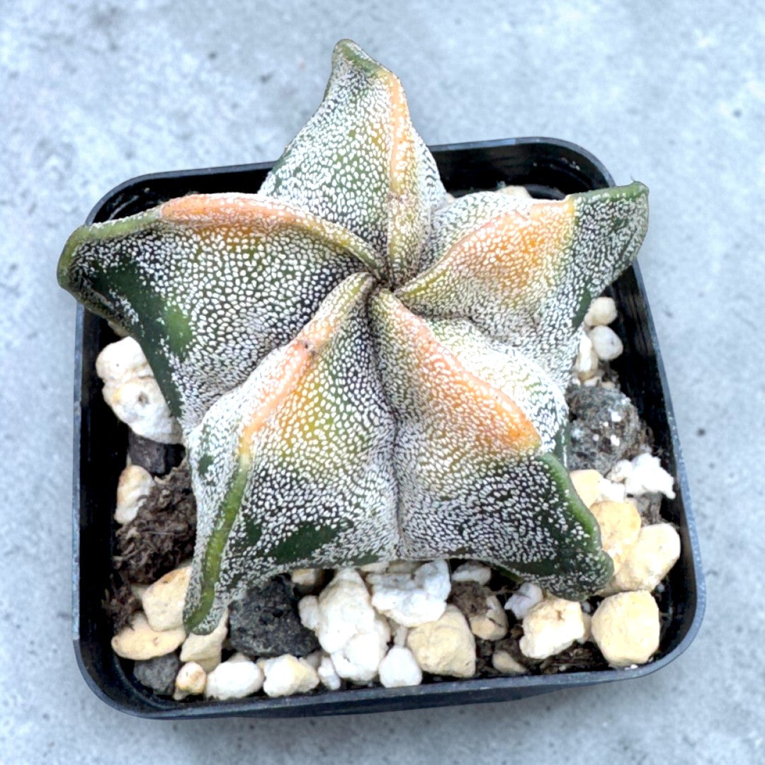 Astrophytum Myriostigma Variegata
