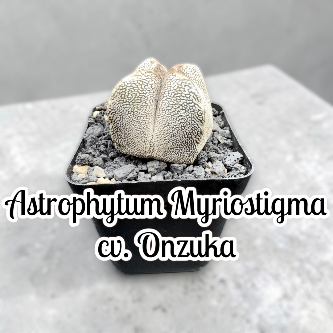 Astrophytum Myriostigma cv. Onzuka