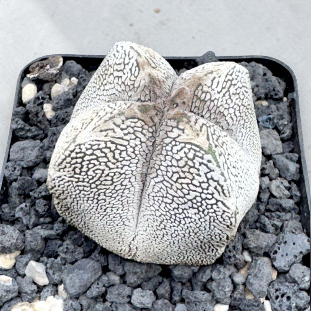 Astrophytum Myriostigma cv. Onzuka