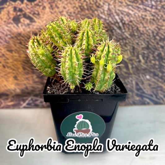 Euphorbia Enopla Variegata