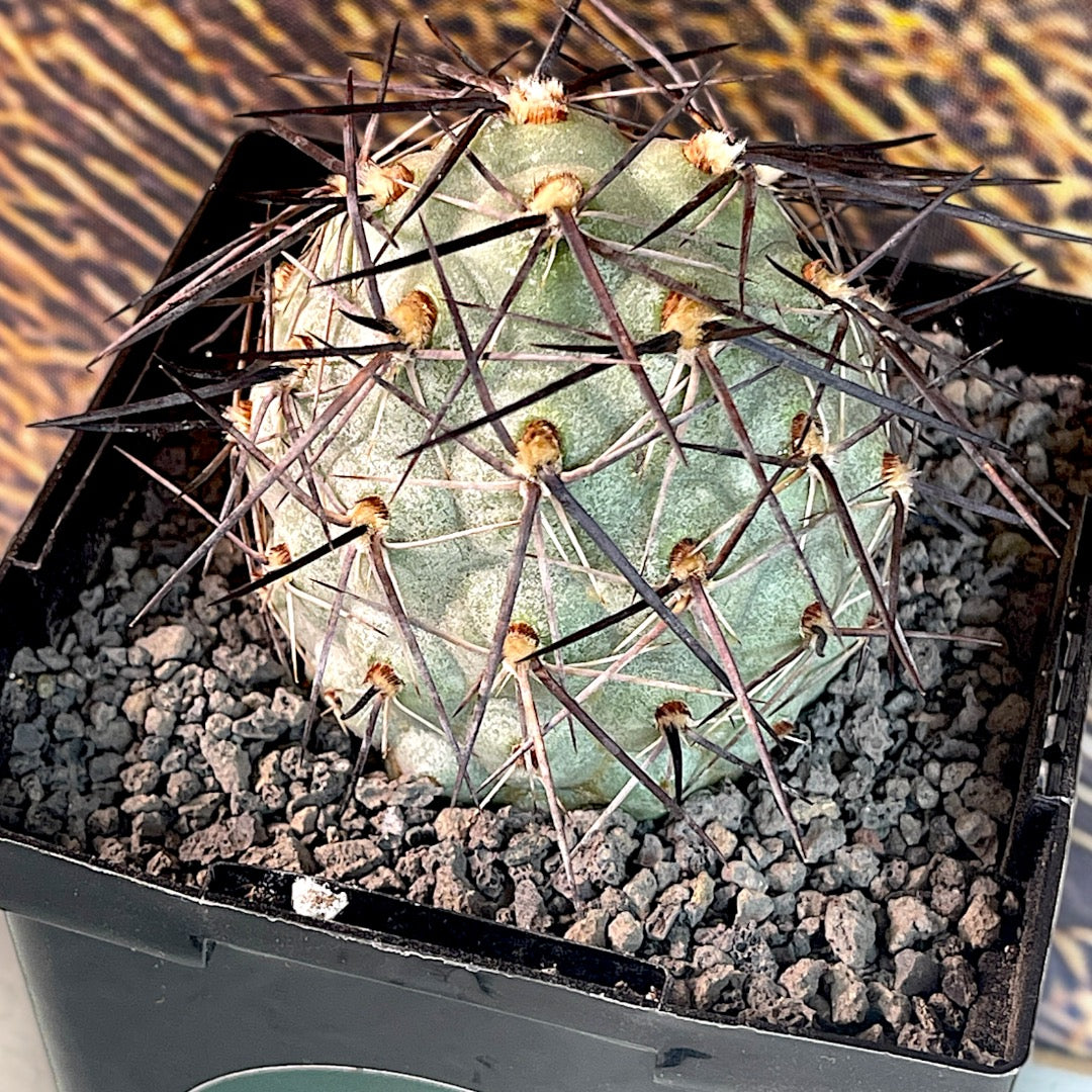 Tephrocactus Geometricus Diablo