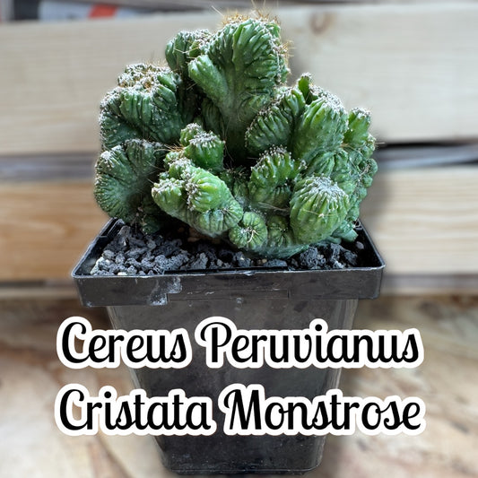 Cereus Peruvianus Cristata Monstrose