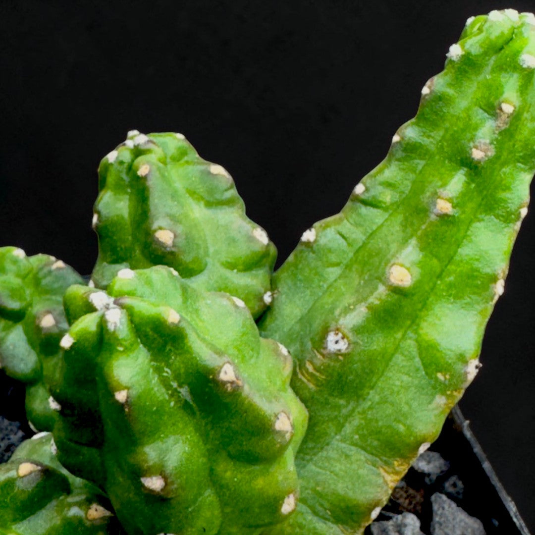 Echinocereus Pentalophus CV. Momotaro