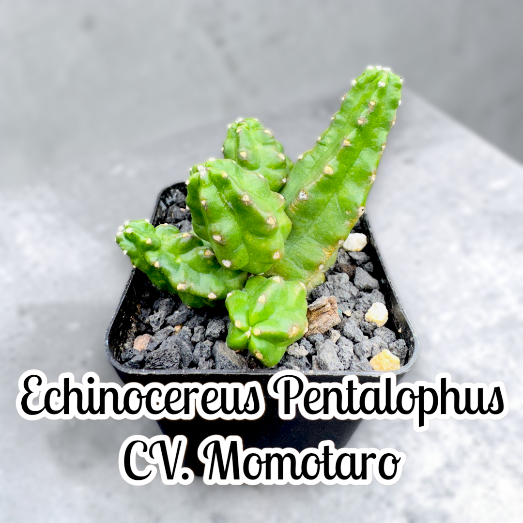 Echinocereus Pentalophus CV. Momotaro