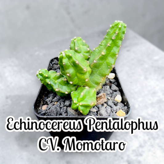 Echinocereus Pentalophus CV. Momotaro