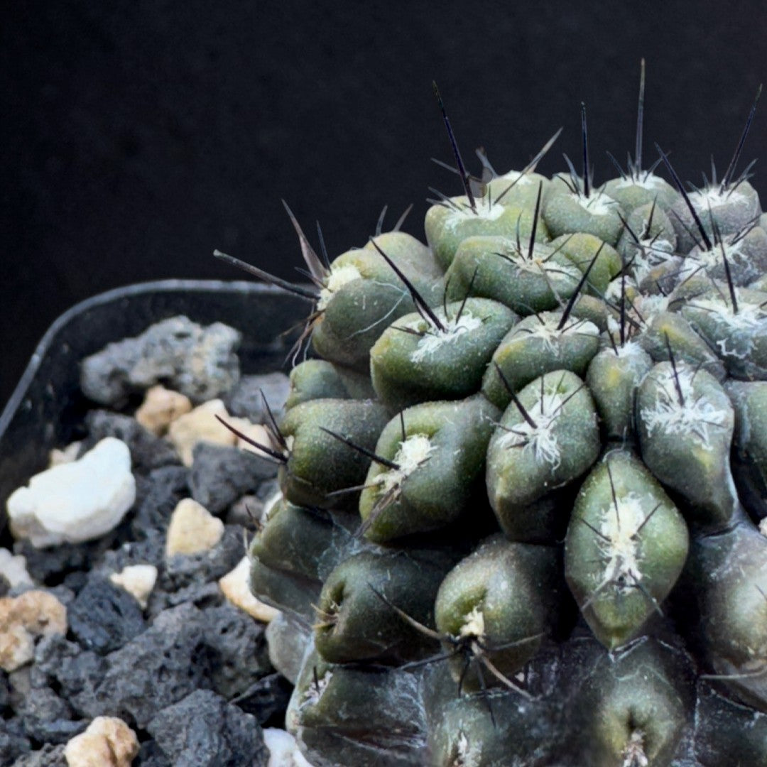 Eriosyce Occulta – LesPicsPics