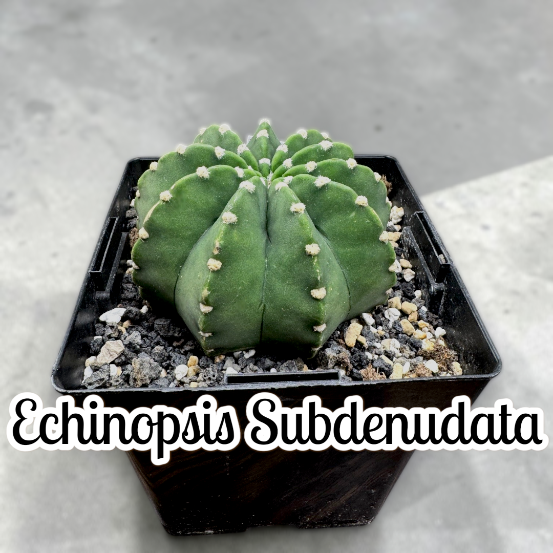 Echinopsis Subdenudata
