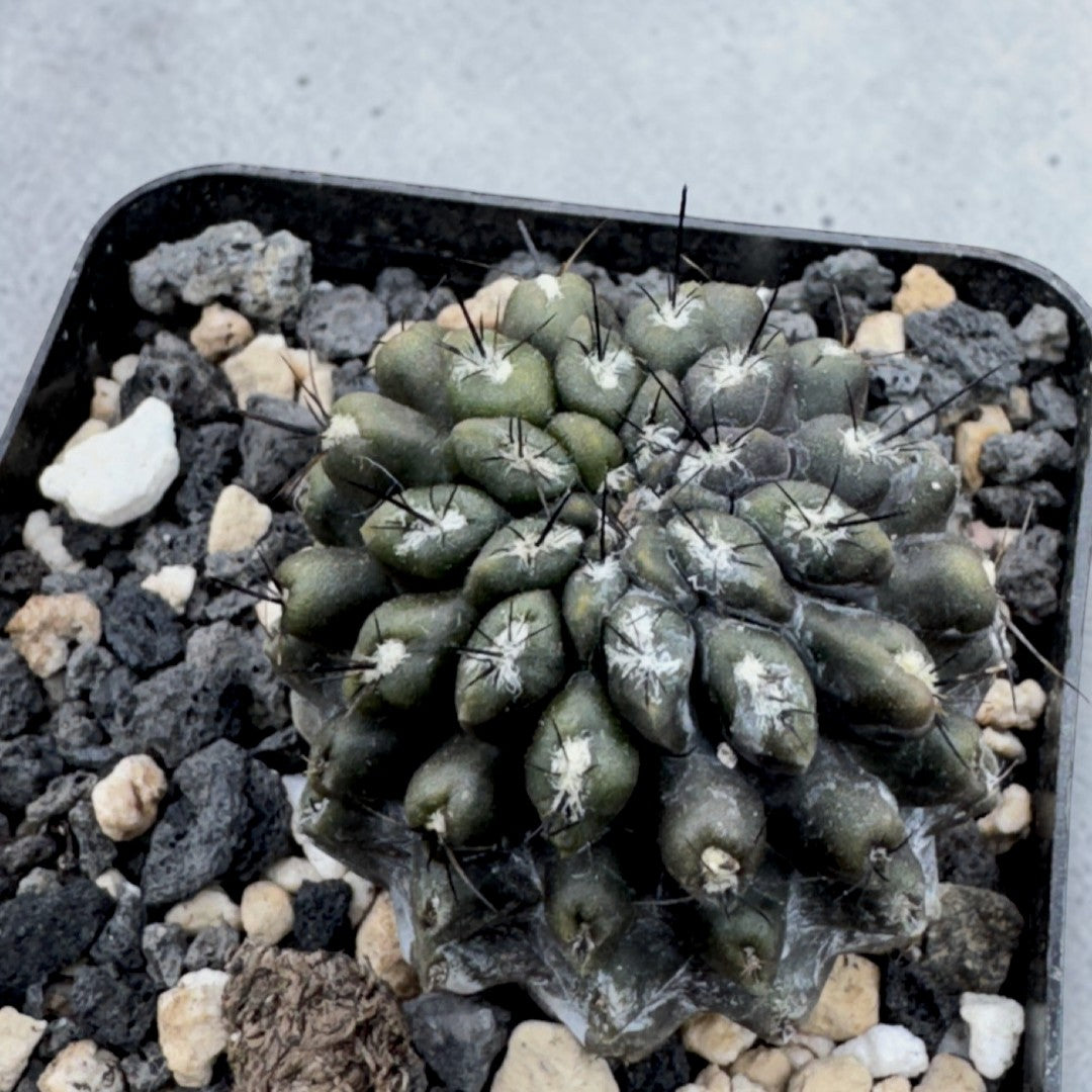 Eriosyce Occulta – LesPicsPics