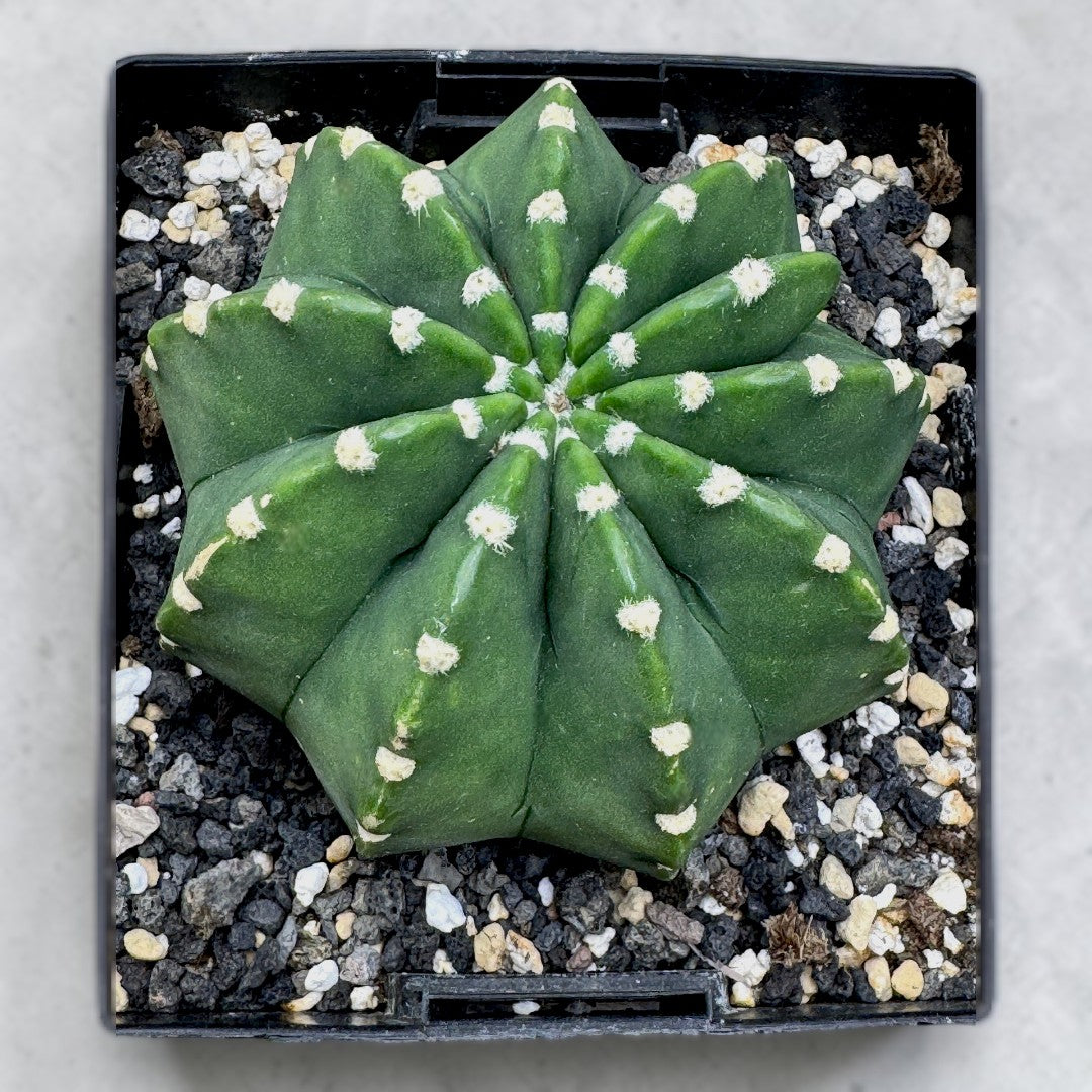 Echinopsis Subdenudata