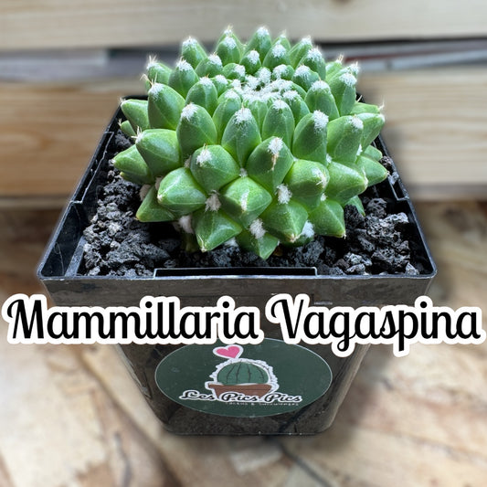 Mammillaria Vagaspina