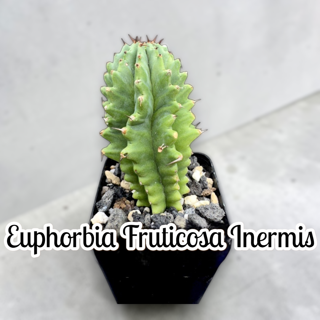 Euphorbia Fruticosa Inermis